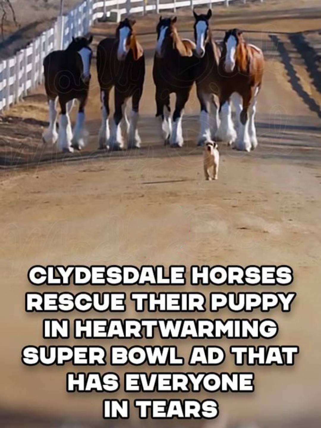 Clydesdale Horses Rescue Their Puppy In Heartwarming Super Bowl Ad That 