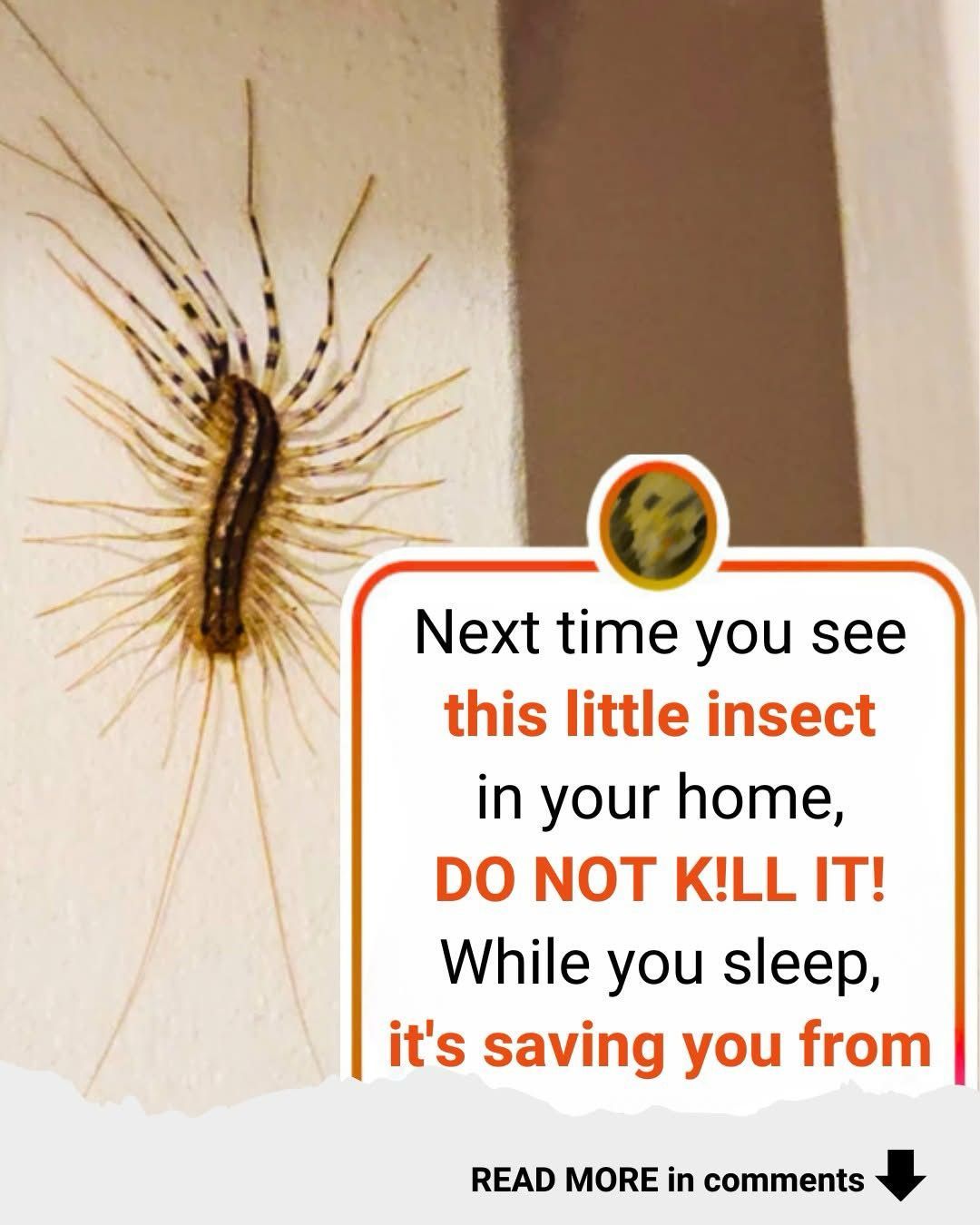 Why You Should Never Ever Kill A House Centipede If You Find One Inside ...